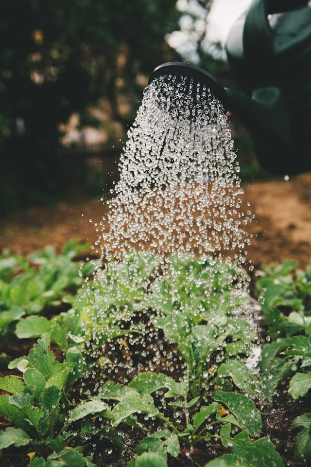 watering plants services