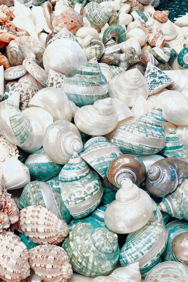 seashells sustineri